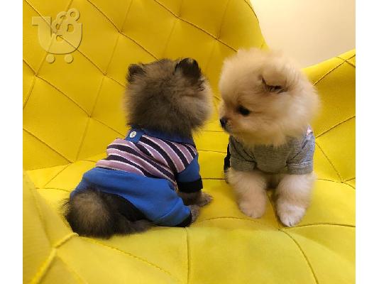 PoulaTo: Pomeranian Κουτάβια